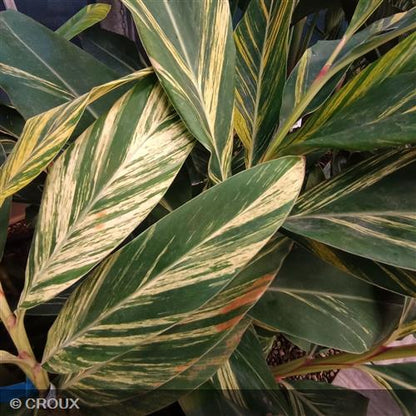 ALPINIA zerumbet 'Variegata'