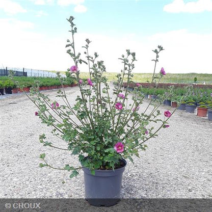 ANISODONTEA x malvastroides  'Elegans Princess®'