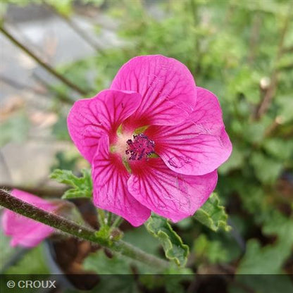 ANISODONTEA x malvastroides  'Elegans Princess®'
