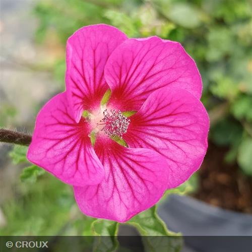 ANISODONTEA x malvastroides  'Elegans Princess®'