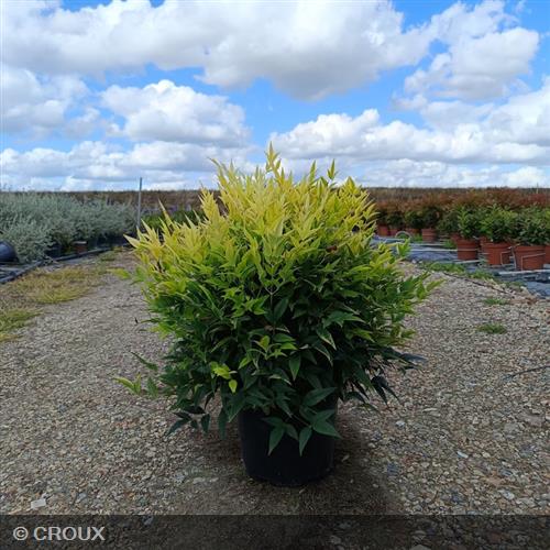 NANDINA domestica  'Magical® Lemon Lime'
