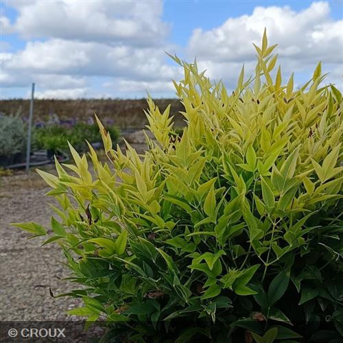 NANDINA domestica  'Magical® Lemon Lime'