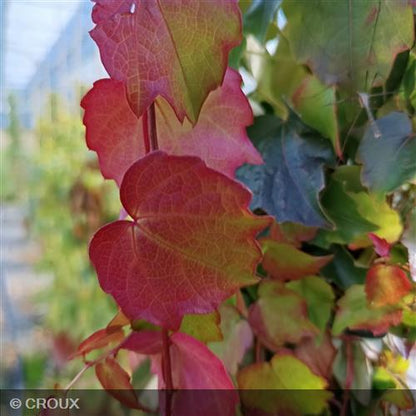 PARTHENOCISSUS tricuspidata 'Veitchii Robusta'
