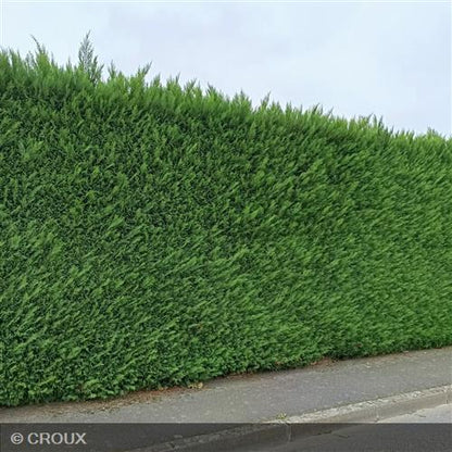 CUPRESSOCYPARIS leylandii '2001'