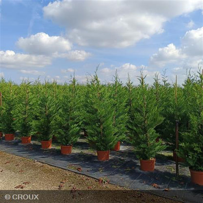 CUPRESSOCYPARIS leylandii 'Oger'