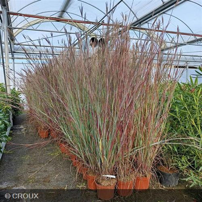 ANDROPOGON  gerardii  'Blackhawks®'