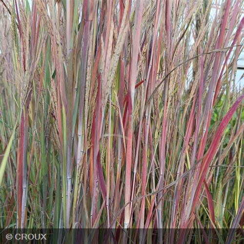 ANDROPOGON  gerardii  'Blackhawks®'