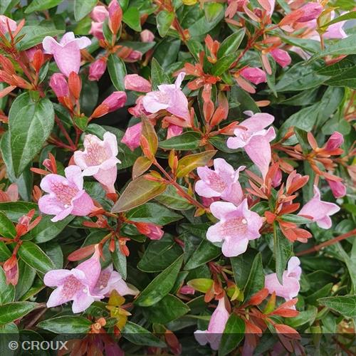 ABELIA x grandiflora 'Edward Goucher'