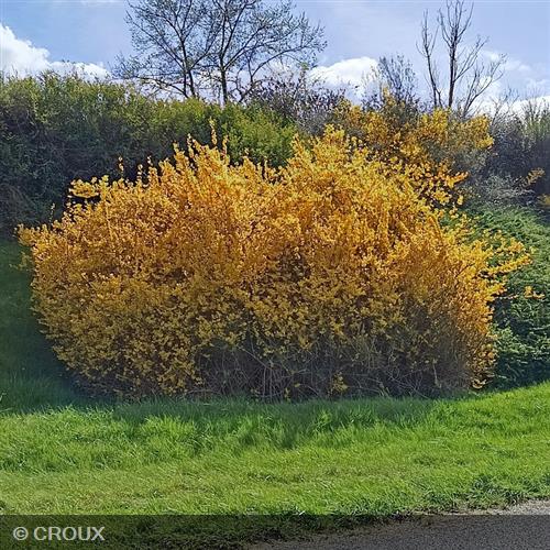 FORSYTHIA x intermedia 'Lynwood Gold'