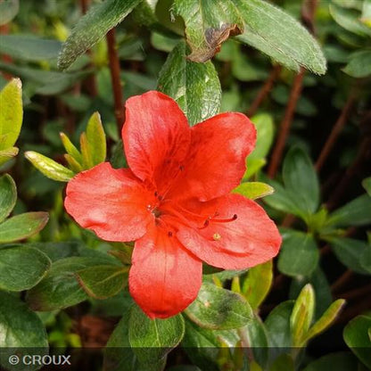 AZALEA japonica 'Orange Beauty'