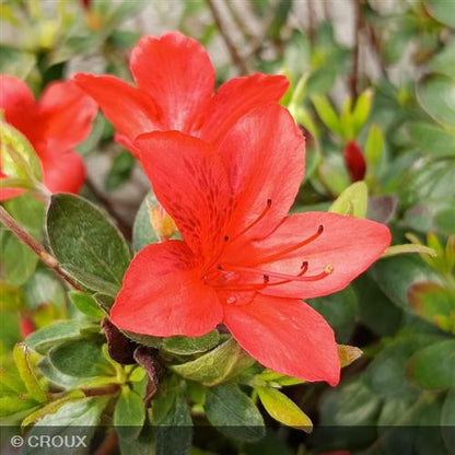 AZALEA japonica 'Orange Beauty'