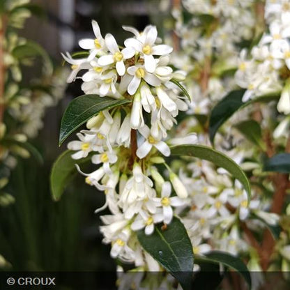 OSMANTHUS x burkwoodii