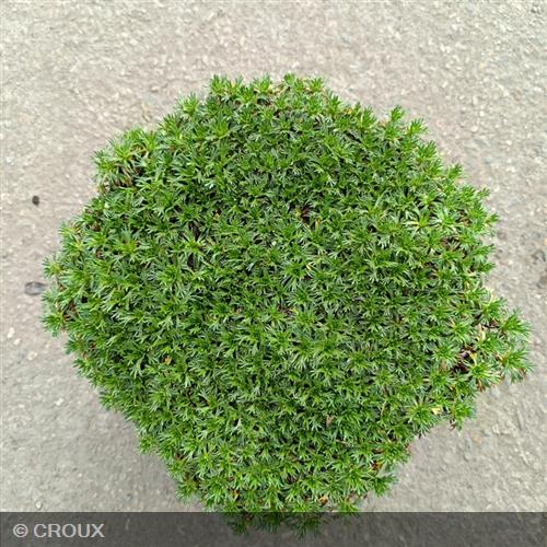 AZORELLA trifurcata