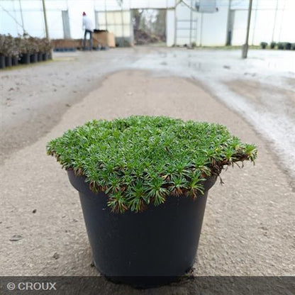 AZORELLA trifurcata