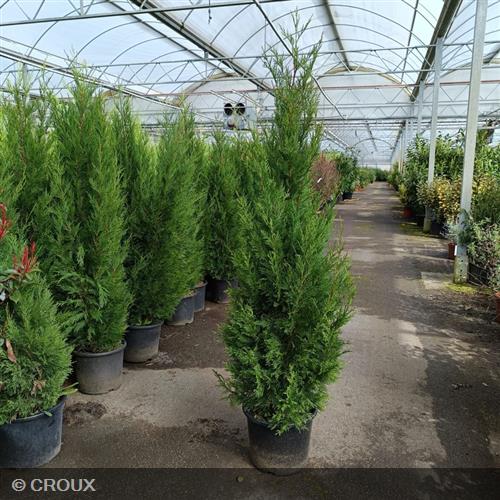 CUPRESSOCYPARIS leylandii '2001'