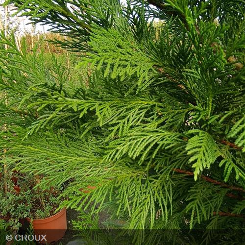 CUPRESSOCYPARIS leylandii 'Oger'