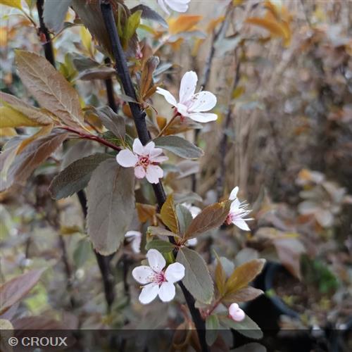 PRUNUS cerasifera 'Nigra'