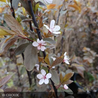 PRUNUS cerasifera 'Nigra'