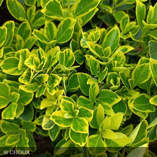 EUONYMUS japonicus 'Aureomarginatus'