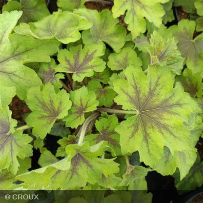 HEUCHERELLA 'Art Nouveau®'