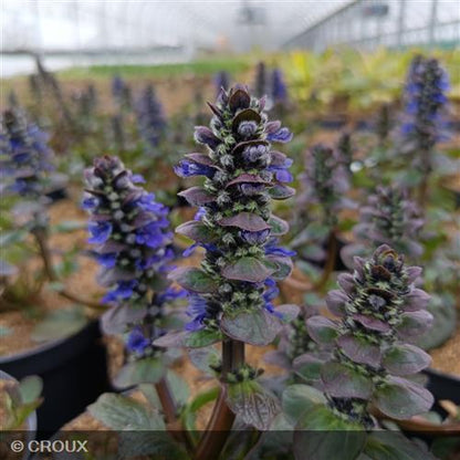 AJUGA reptans 'Black Scallop'