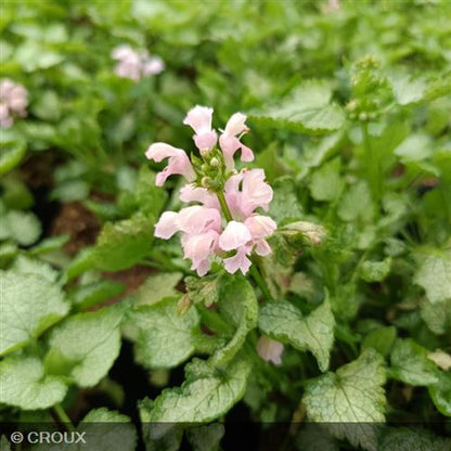 LAMIUM  maculatum 'Pink Pewter'
