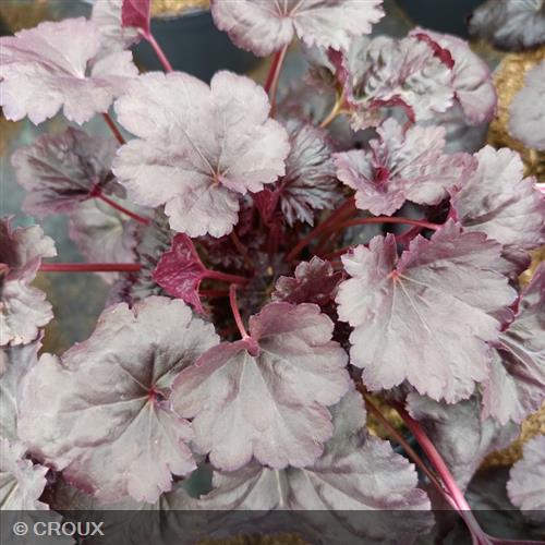 HEUCHERA 'Black Sea®'