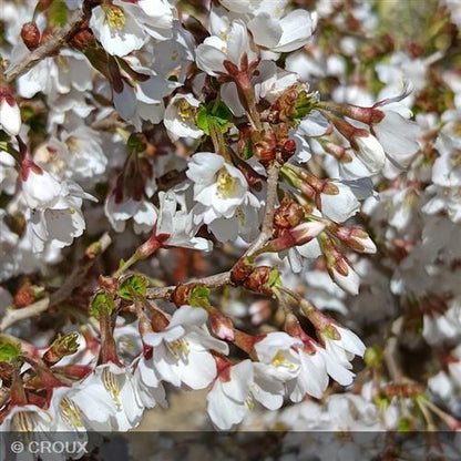 PRUNUS incisa 'Kojo No Mai'