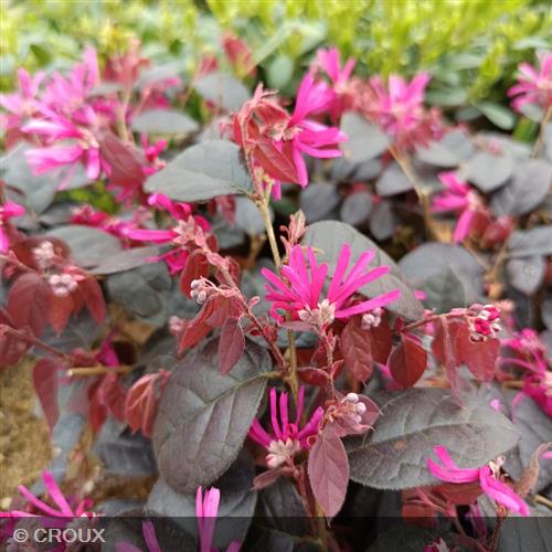 LOROPETALUM chinense 'Fire Dance'