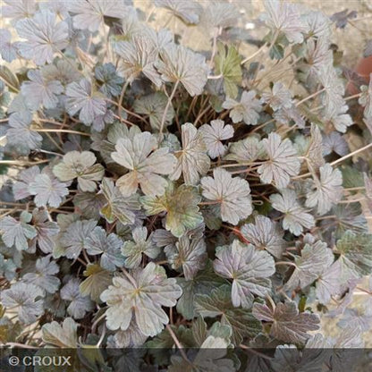GERANIUM oxonianum 'Sanne'