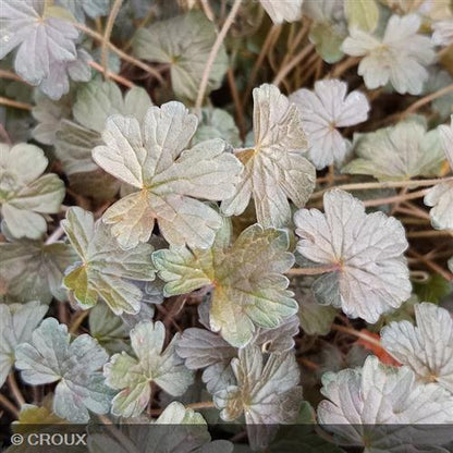 GERANIUM oxonianum 'Sanne'