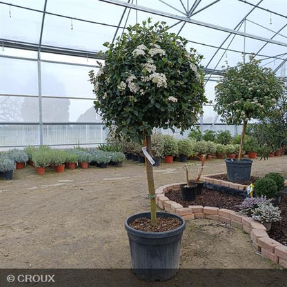 VIBURNUM tinus 'Eve Price' demi-tige