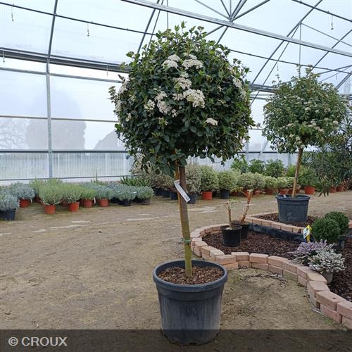 VIBURNUM tinus 'Eve Price' demi-tige