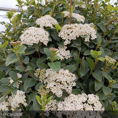 VIBURNUM tinus 'Eve Price' demi-tige