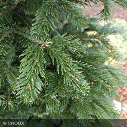 ABIES nordmanniana
