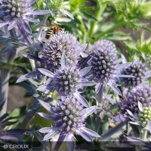ERYNGIUM planum 'Blauer Zwerg'