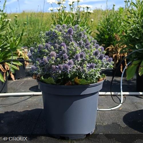 ERYNGIUM planum 'Blauer Zwerg'