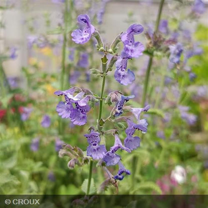 NEPETA x faassenii 'Six hills giant'