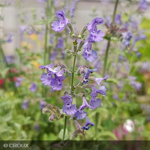 NEPETA x faassenii 'Six hills giant'