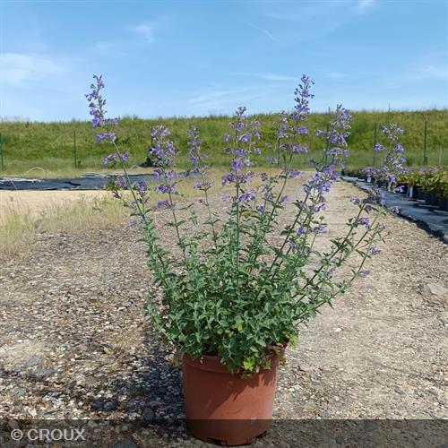 NEPETA x faassenii 'Six Hills Giant'