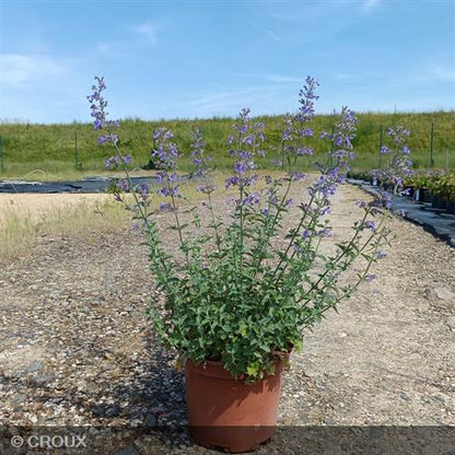 NEPETA x faassenii 'Six Hills Giant'