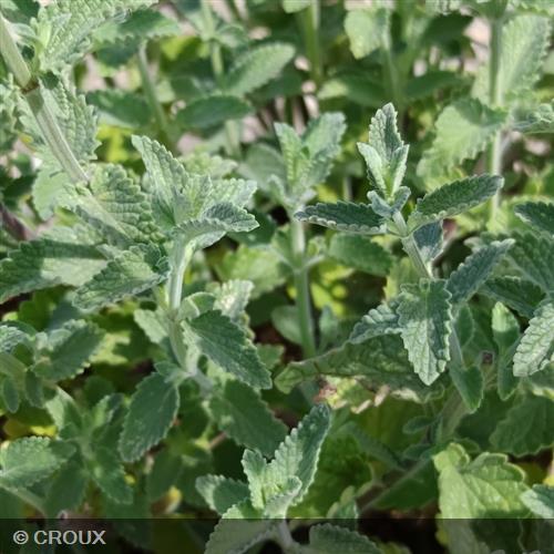 NEPETA x faassenii 'Six Hills Giant'