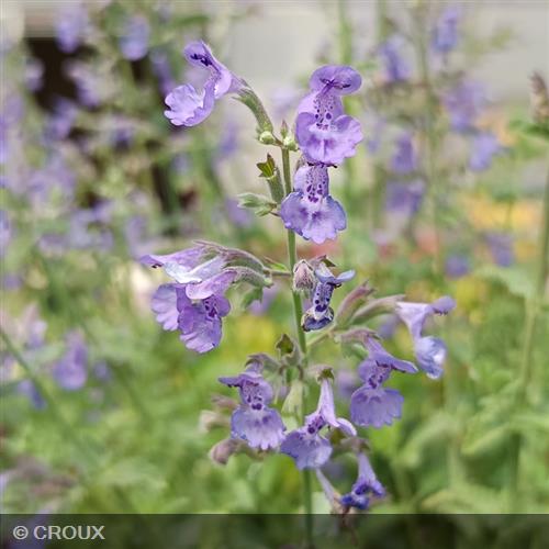 NEPETA x faassenii 'Six Hills Giant'