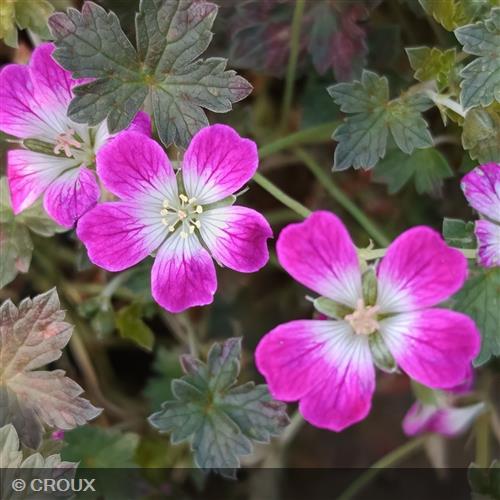 GERANIUM oxonianum 'Orkney Cherry®'