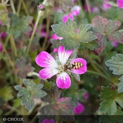 GERANIUM oxonianum 'Orkney Cherry®'