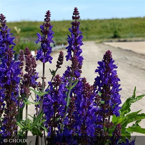 SALVIA nemorosa 'Dark Matter®'