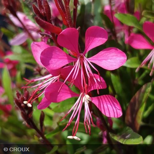 GAURA lindheimeri 'Red Color'