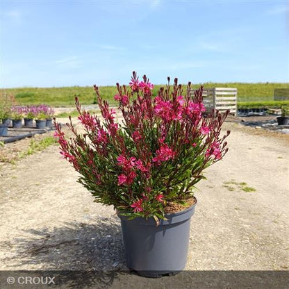 GAURA lindheimeri 'Red Color'