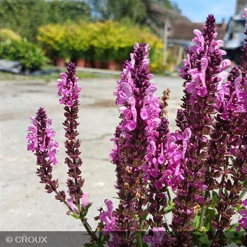 SALVIA nemorosa 'Pink Nebula®'
