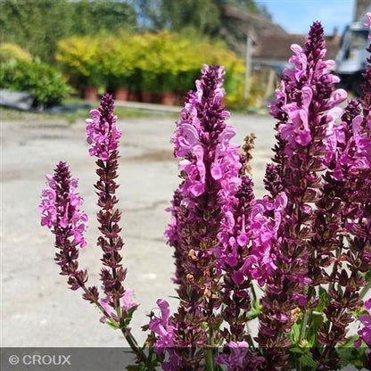 SALVIA nemorosa 'Pink Nebula®'